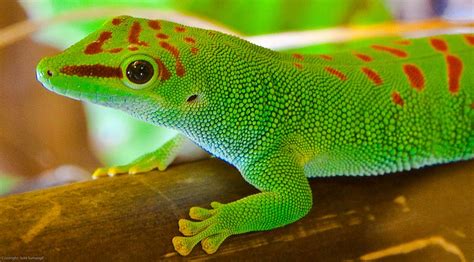 Madagascar Giant Day Gecko | This lizard typically reaches a… | Flickr