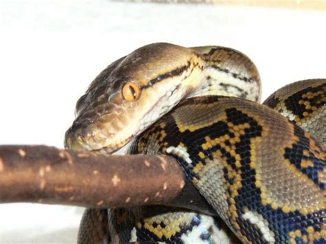 Python reticulatus - photo | Reptarium