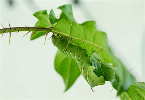 Thorns And Spines Did Not Develop On Plants For The Reasons You Thought ...