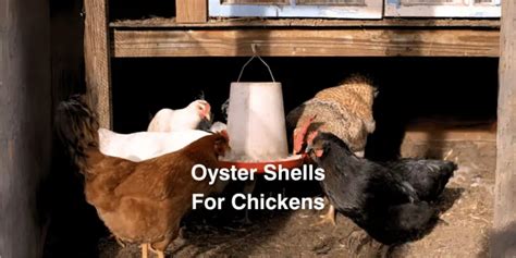 Oyster Shell and Grit For Chickens: Benefits, Need, & FAQs