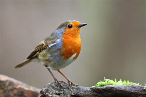 En 30 ans, les effectifs des oiseaux de nos jardins ont diminué... de 24 %