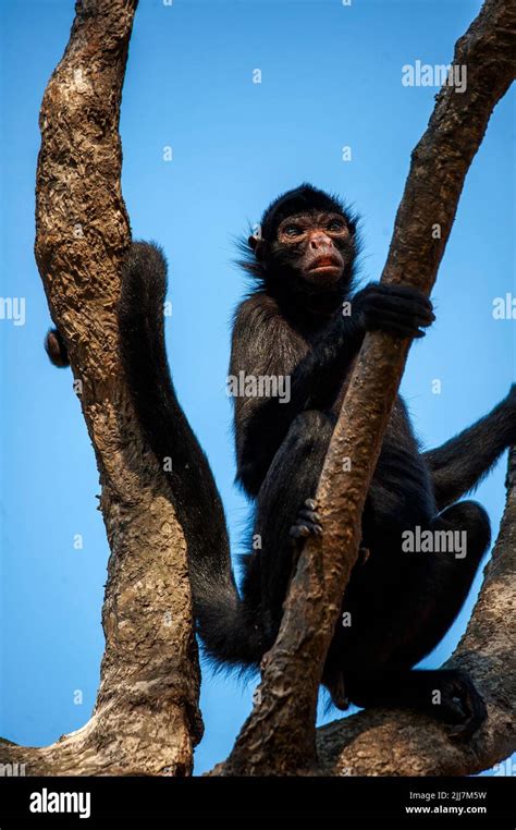 Spider monkey, a primate that has a prehensile tail, very common on the Amazon Forest, Brazil ...