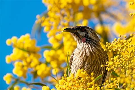 Red Wattlebird (Anthochaera carunculata) | Port Augusta, Sou… | Flickr