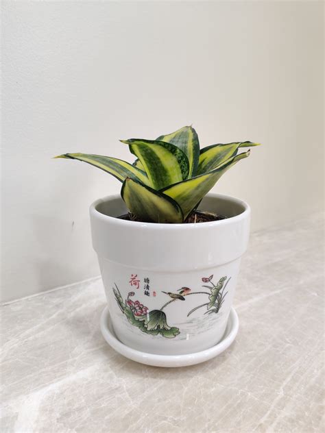 Buy Snake Plant for Corporate Gifting - Elegant Office Plants – ChhajedGarden.com