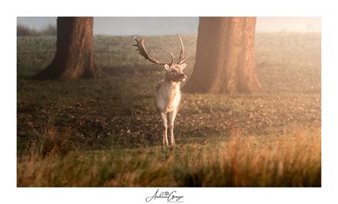 Deer Rutting Season At Tatton Park – Andrew George Photography Blog