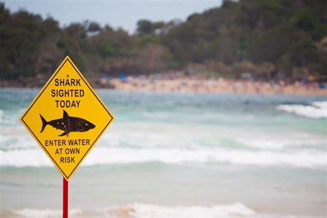 Man feared dead after shark attack off remote beach in South Australia | The Independent