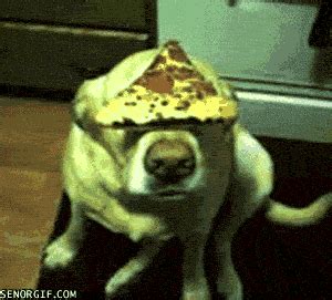 Wait. Wait. Eat! GIF - Pizza Dogs GIFs | Say more with Tenor