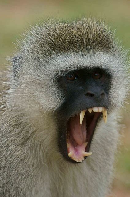 Vervet monkey showing off his impressive set of teeth. | Flickr - Photo Sharing!