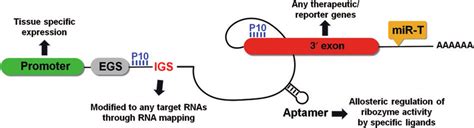 Modification of a trans-splicing ribozyme that can enhance ribozyme... | Download Scientific Diagram