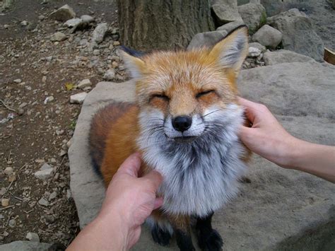 Fox Village In Japan Is Probably The Cutest Place On Earth | Bored Panda