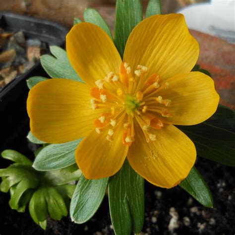 Eranthis hyemalis 'Karen' - buy plants at Coolplants