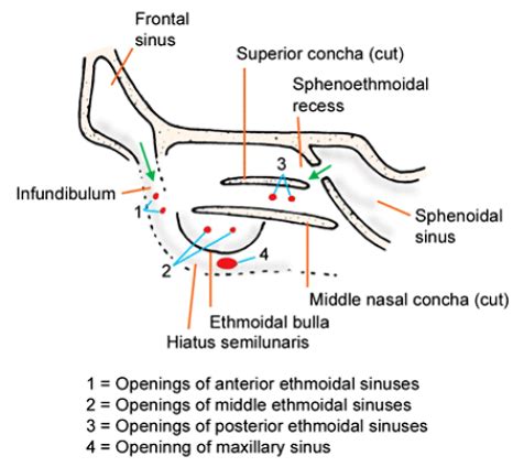 Paranasal Air Sinuses , location, Functions, Relations and Applied , Anatomy QA