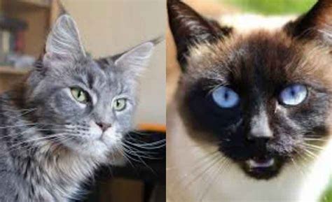 The Maine Coon Siamese Mix (What You Need To Know) - Maine Coon Expert