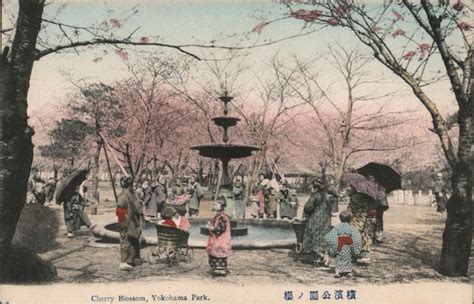 Cherry Blossom, Yokohama Park Japan Postcard