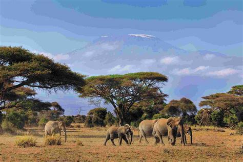 A Safari in Amboseli National Park | Safari Web