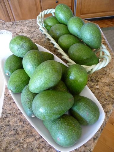 Do You Know Fuerte Avocados? ⋆ Mimi Avocado