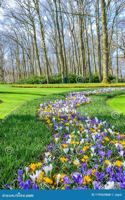 Beautiful Colorful Spring Flowers in Park in Netherlands Holland Stock Photo - Image of ...