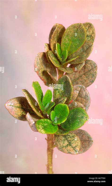 Leaf bronzing typical Azalea lace bug damage Stock Photo - Alamy