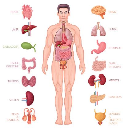 Human Anatomy Icons Male Body Stock Illustration - Download Image Now ...