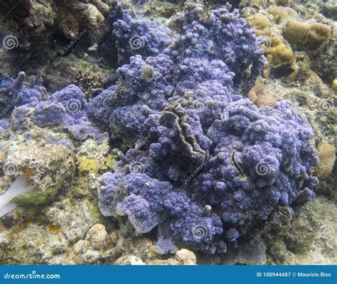 Encrusting blue coral stock image. Image of ocean, green - 100944487