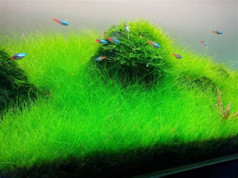 Dwarf Hairgrass on 3 x 5 mat – Foreground Carpet Aquarium Plant | Aquarium Plants