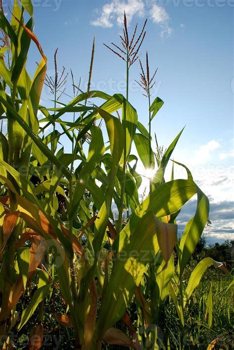 Corn field 739551 Stock Photo at Vecteezy