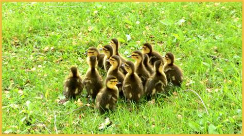 Free photo: Baby Mallard Duck - Adorable, Furry, Wing - Free Download ...