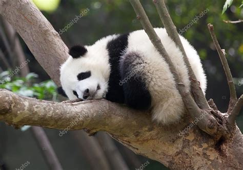 Durmiendo bebé panda gigante 2023