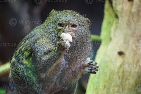 Pygmy Marmoset Monkey Eating 23191895 Stock Photo at Vecteezy