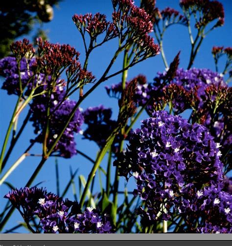 Botanical garden , Blanes, Spain on Behance