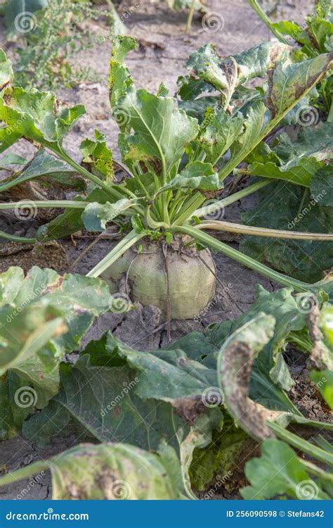 Mangelwurzel or Mangold Wurzel Growing in Agricultural Field. Mangold, Mangel Beet, Field Beet ...