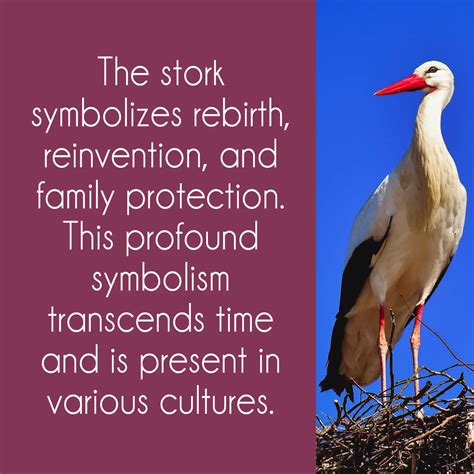 Stork Symbolism: Delving into the Bird's Spiritual Associations with Birth and Rebirth - Joyce ...