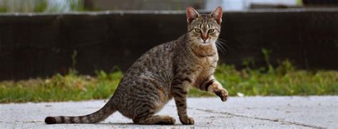 Cat Limping? Possible Causes and What to Do - Veterinary Specialists of the Rockies