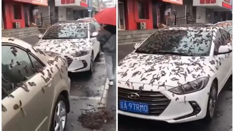 'Worm Rain' in China? This Bizarre Phenomenon Leaves Internet Stunned, Residents Asked To Take ...