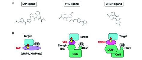 | Chemical structure of the E3 ligands (A), and the E3 ligase complexes... | Download Scientific ...