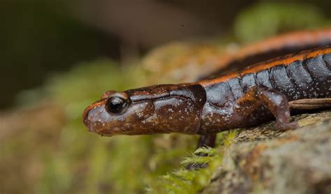 Plethodontidae – Lungless salamanders: facts, distribution & population | BioDB