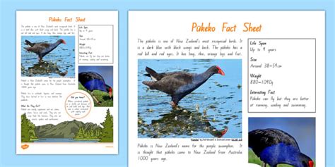 Pukeko Facts Sheet - New Zealand Native Birds - Twinkl