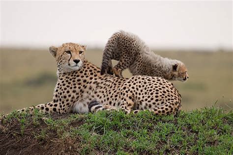 400+ Cheetah With Cubs Sitting Stock Photos, Pictures & Royalty-Free ...