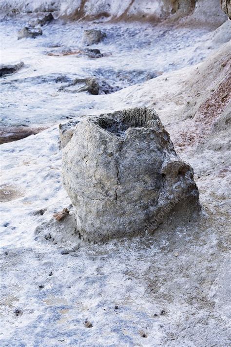 Fossil Tree Stump - Stock Image - C025/9007 - Science Photo Library