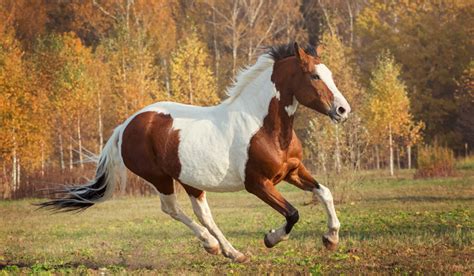 10 Fun Facts About the American Paint Horse - Helpful Horse Hints