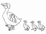 Duck Coloring Pages  Free Printable sketch template
