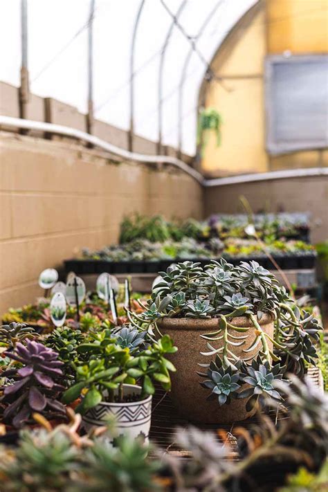 Tips for Growing Succulents in a Greenhouse | Gardener’s Path