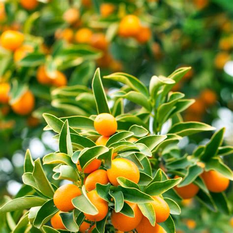 Meiwa Sweet Kumquat Tree - Yarden