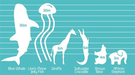 Which are the world's tallest animals? - CBBC Newsround