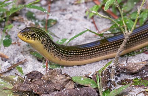 A Lizard With No Legs | Our Mississippi Home