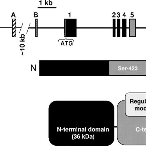 Organization of the human hormone-sensitive lipase (HSL) gene and... | Download Scientific Diagram