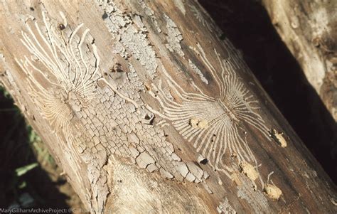 Dutch Elm Disease | Tunnels made by elm bark beetle under el… | Flickr