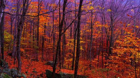 Fall foliage in the Catskills | Smithsonian Photo Contest | Smithsonian ...