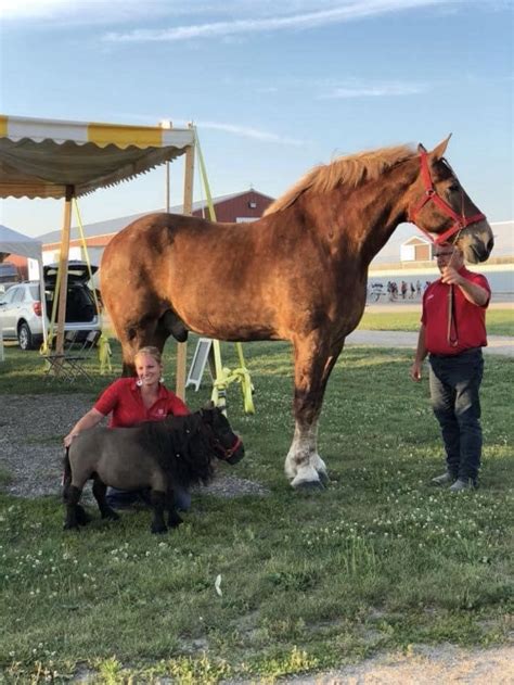 World's tallest horse 'Big Jake' dies at 20 after 6-foot-10 animal from Wisconsin topped ...