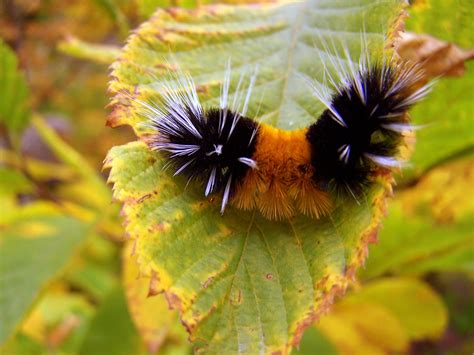 isabella tiger moth caterpillar | 2007 animals caterpillar s… | Flickr